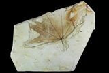 Fossil Sycamore (Platanus) Leaf - Green River Formation, Utah #111410-1